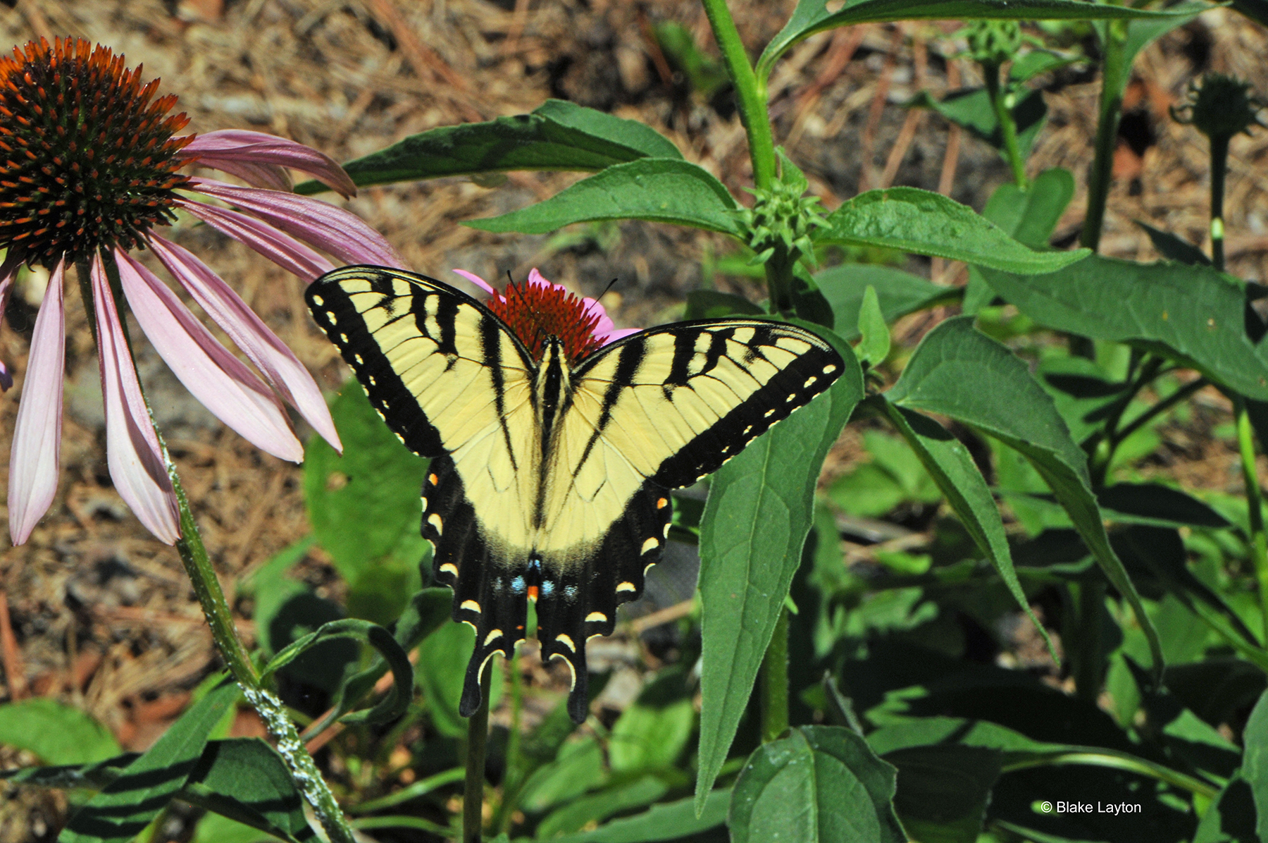 A yellow and black butterfly rests on purple flowers.